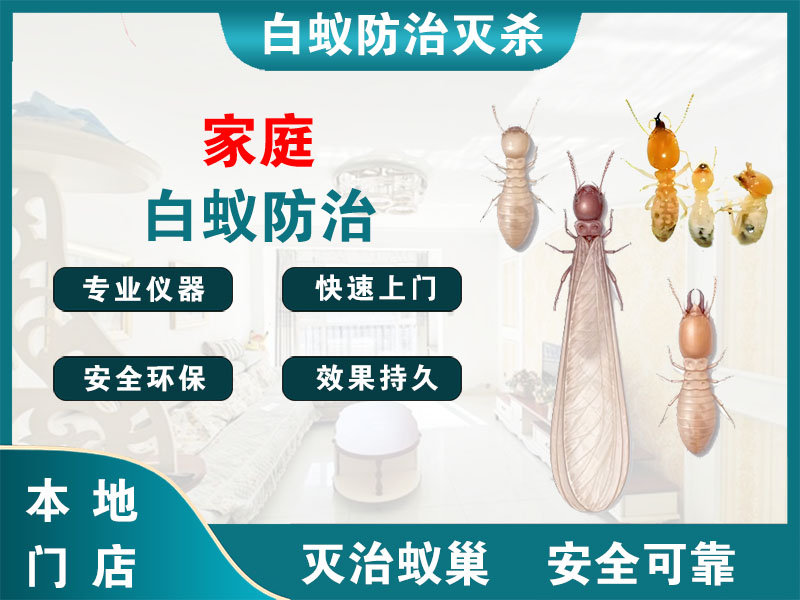 邗江家庭白蚁防治