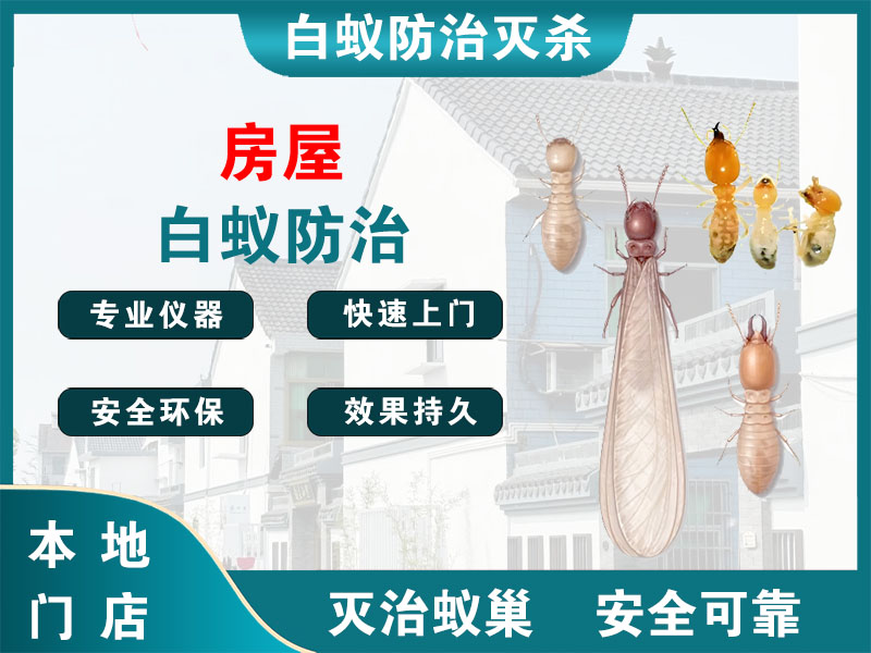 邗江房屋白蚁防治